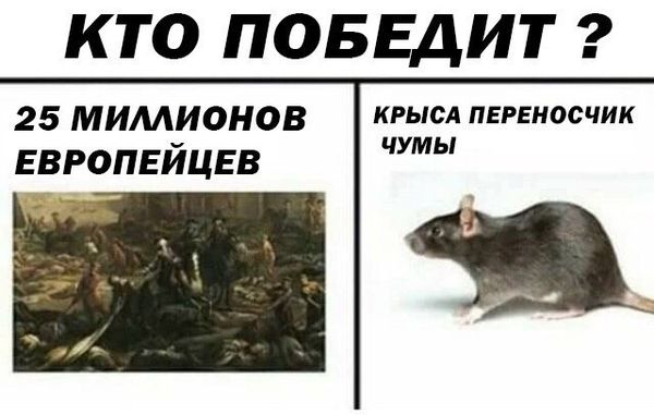 Уничтожение крыс в Новокузнецке, цены, стоимость, методы