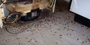Поморить тараканов в квартире в Новокузнецке, цены