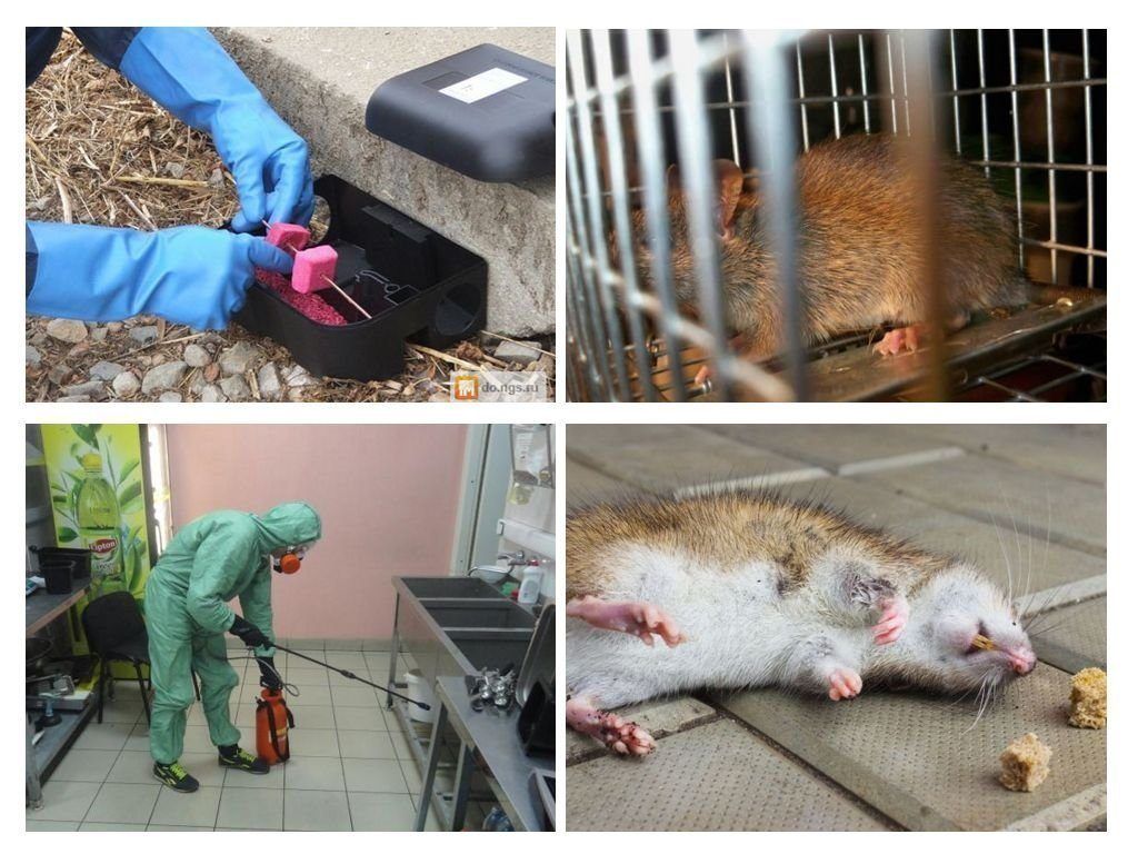 Дератизация от грызунов от крыс и мышей в Новокузнецке