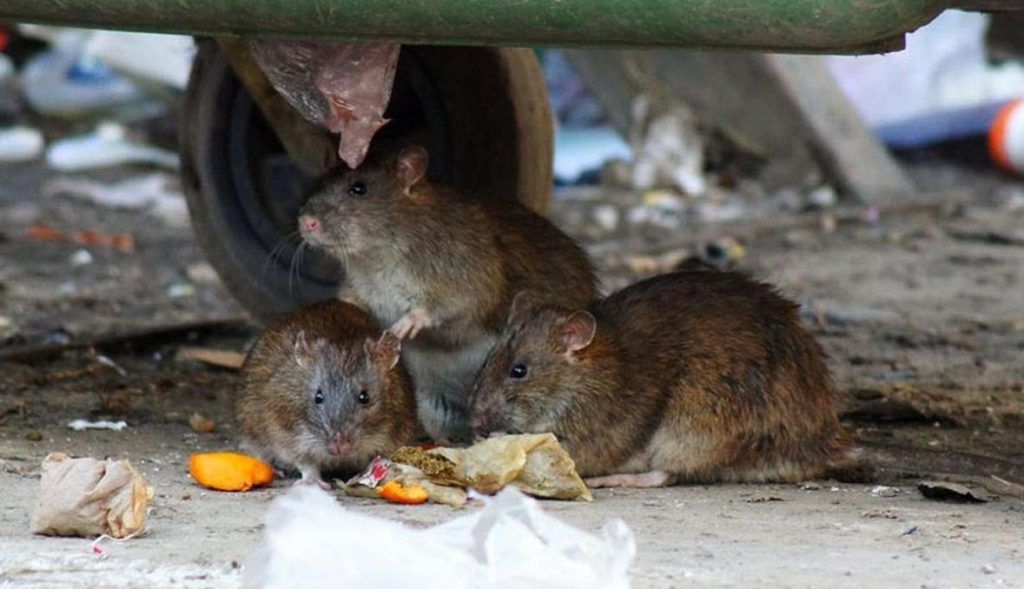 Травить грызунов крыс и мышей в Новокузнецке