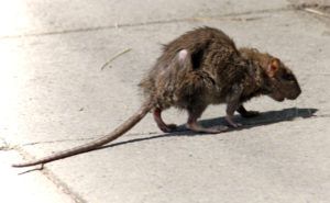 Фирма по уничтожению грызунов, крыс и мышей в Новокузнецке