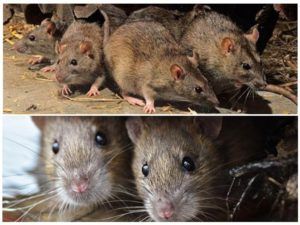 Травить грызунов крыс и мышей в Новокузнецке