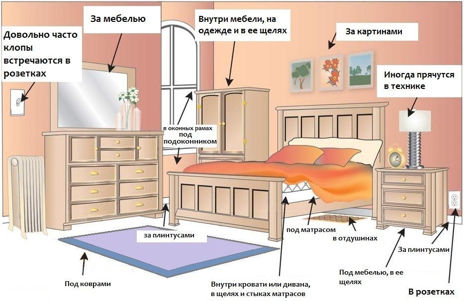 Обработка от клопов квартиры в Новокузнецке