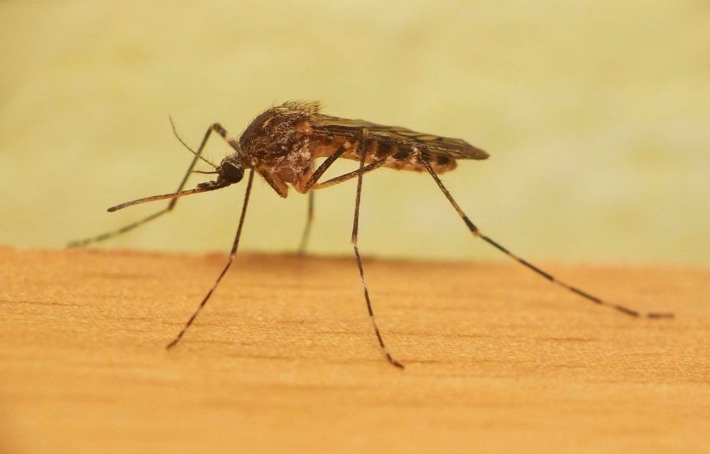 Уничтожение комаров в Новокузнецке