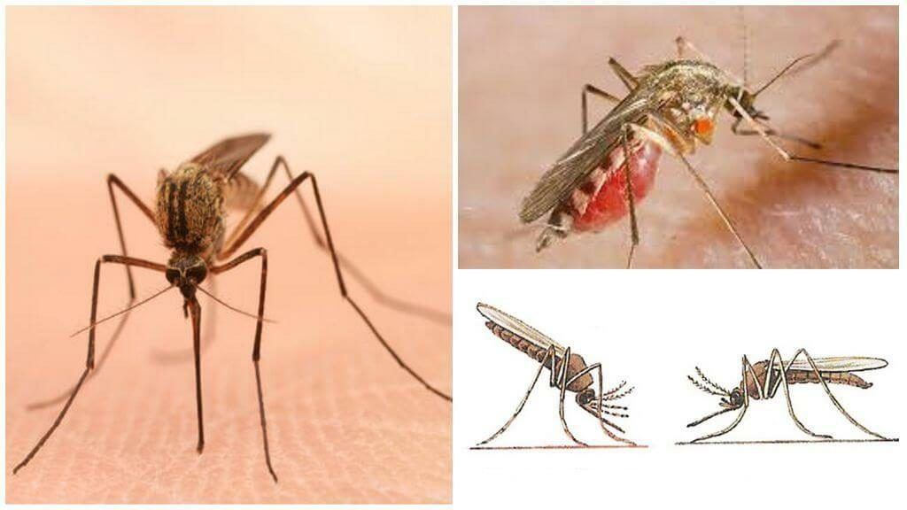 Уничтожение комаров в Новокузнецке
