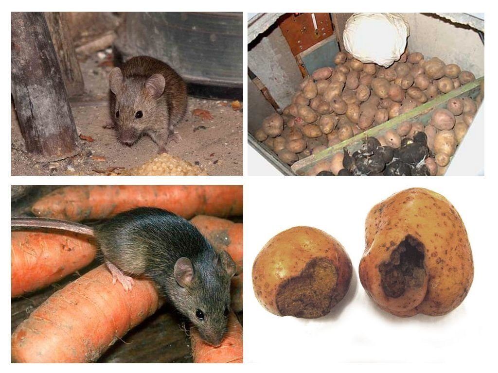 Обработка от грызунов крыс и мышей в Новокузнецке