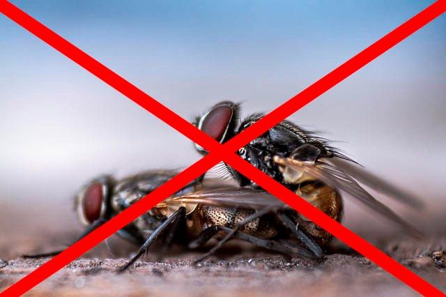 Профессиональное уничтожение мух в Новокузнецке с гарантией
