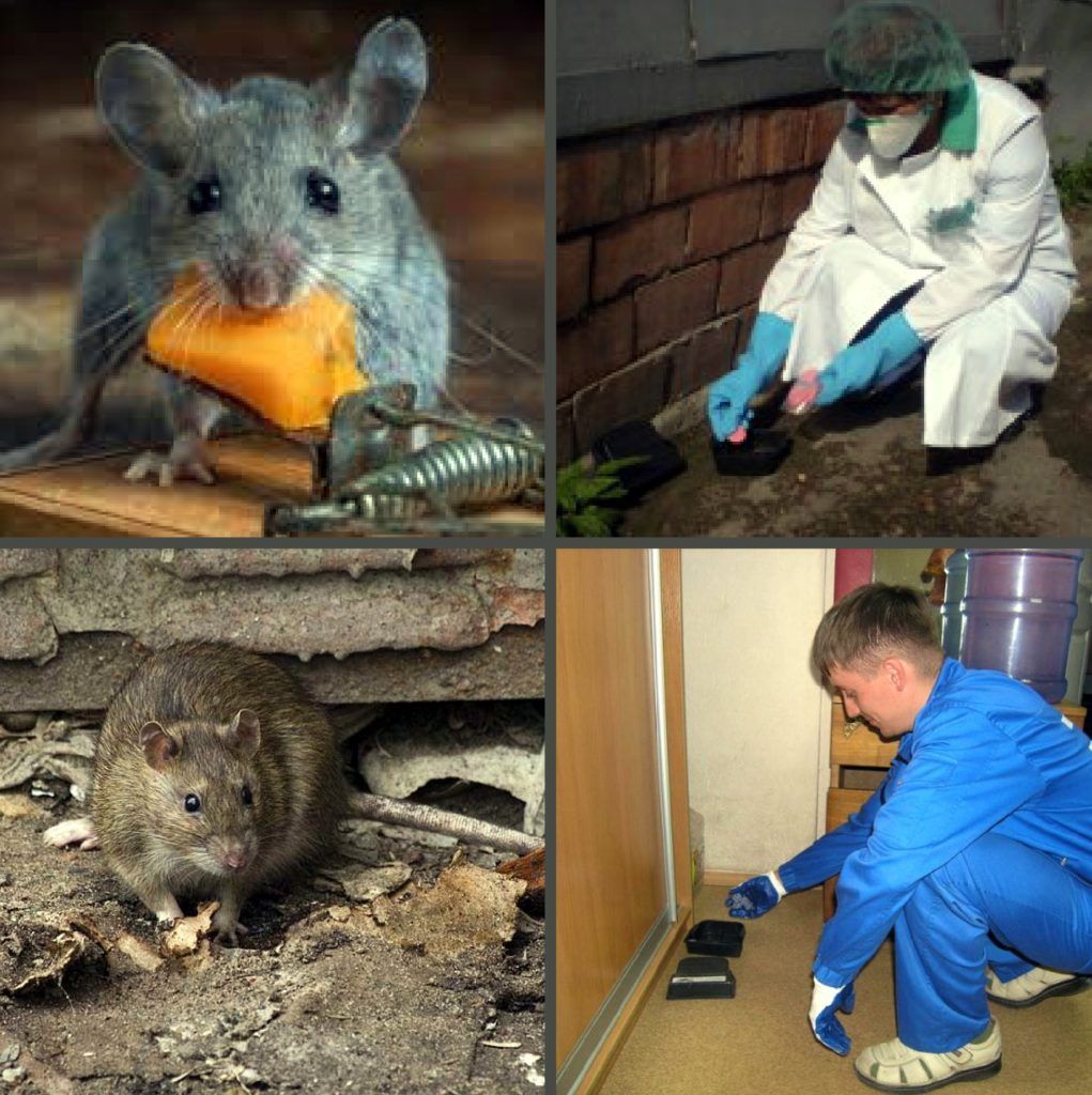 Дезинфекция от грызунов, крыс и мышей в Новокузнецке
