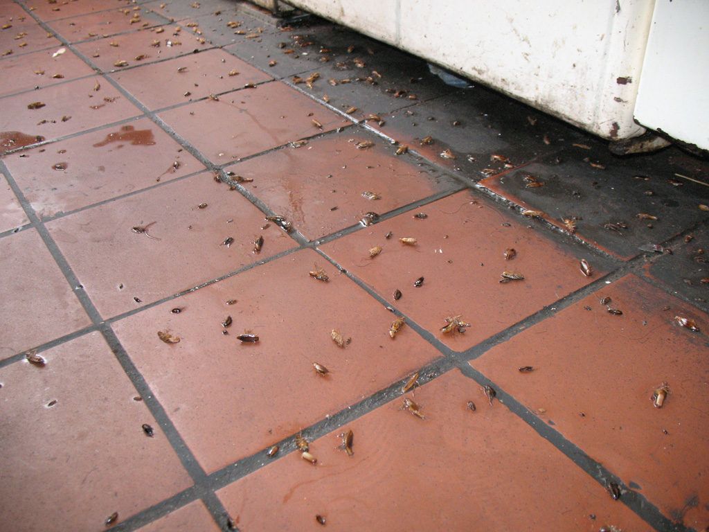 Уничтожение тараканов в квартире в Новокузнецке 
