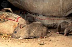 Дератизация от грызунов от крыс и мышей в Новокузнецке