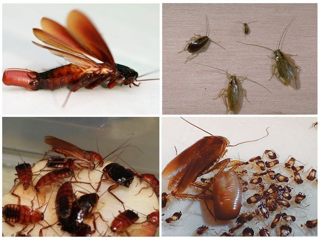 Уничтожение тараканов в квартире в Новокузнецке 