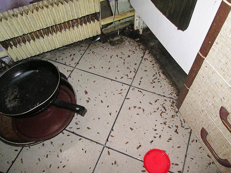 Санэпидемстанция от тараканов в Новокузнецке, вызвать, цены